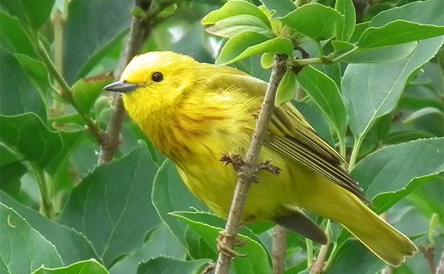The Bird Genoscope Project uses genetics to map flyways of birds like the yellow warbler.